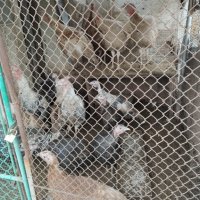 Мъжки пуяци на 8 месеца, снимка 2 - Кокошки и пуйки - 43415712
