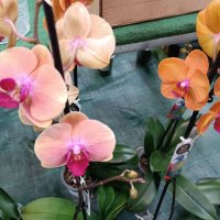 орхидеи , снимка 5 - Стайни растения - 43765955