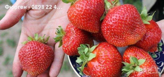 Ягоди сорт Азия и Клери Промоция !! При покупка на 5бр 1бр подарък, снимка 1