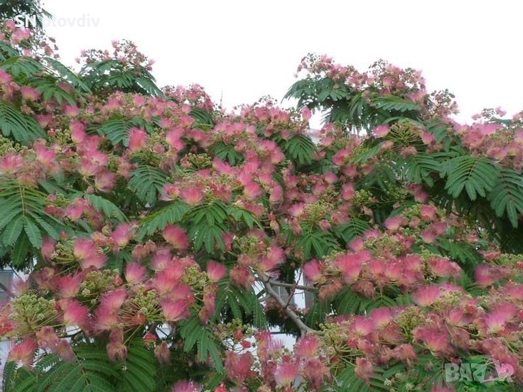 Семена албиция, снимка 1