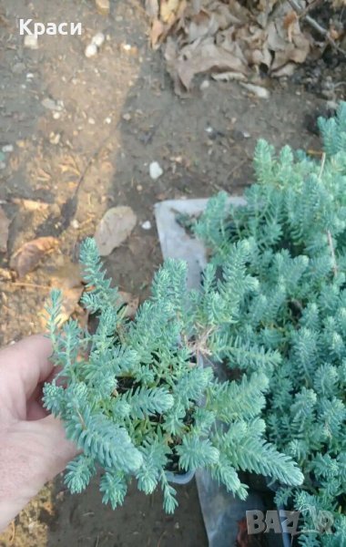 Син седум, снимка 1