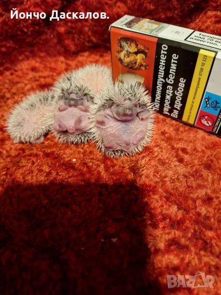 Африкански таралежи мини., снимка 1