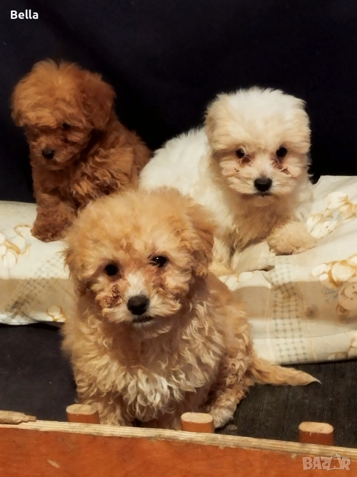 Малтипу , снимка 1