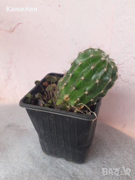 Кактус , снимка 1