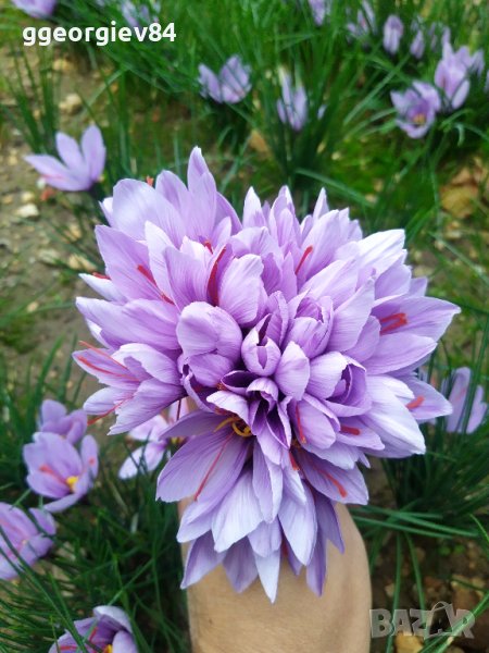 Български шафран 1-во качество, снимка 1