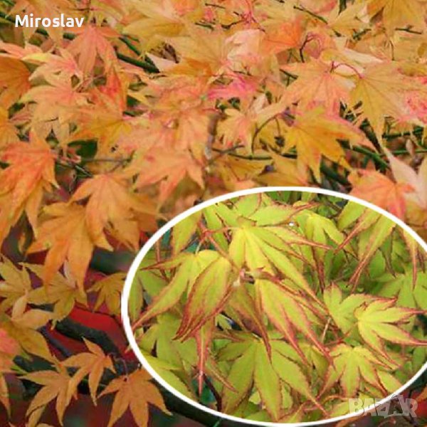 Японски клен(Катсура)\Acer palmatum Katsura, снимка 1