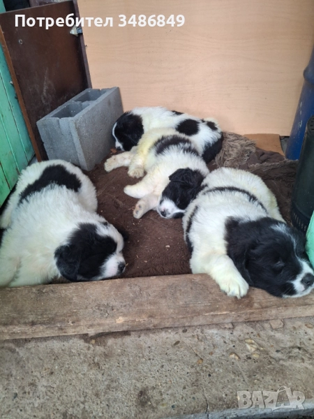 Продавам кръстоска Московски страж и каракачанска овчарка, снимка 1