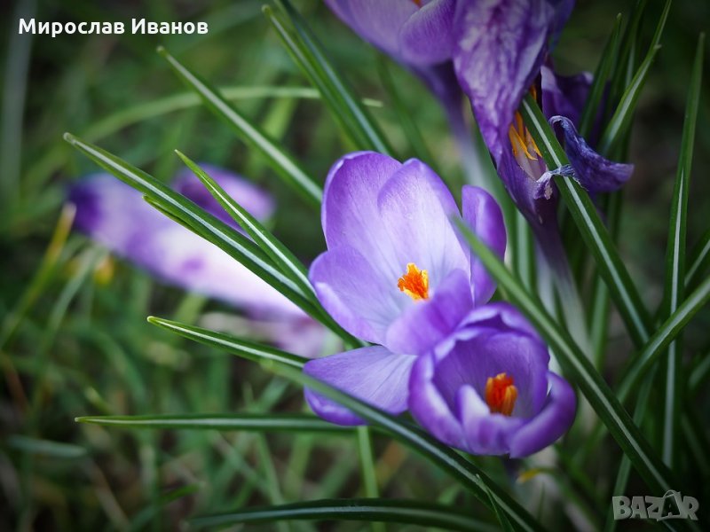 луковици на шафранов минзухар, снимка 1