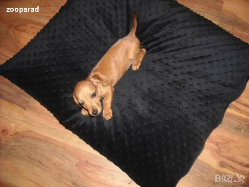 Възглавници за вас и вашите любимци 70х70см.Само в червен цвят!, снимка 1