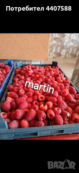 Расзад малини , снимка 1