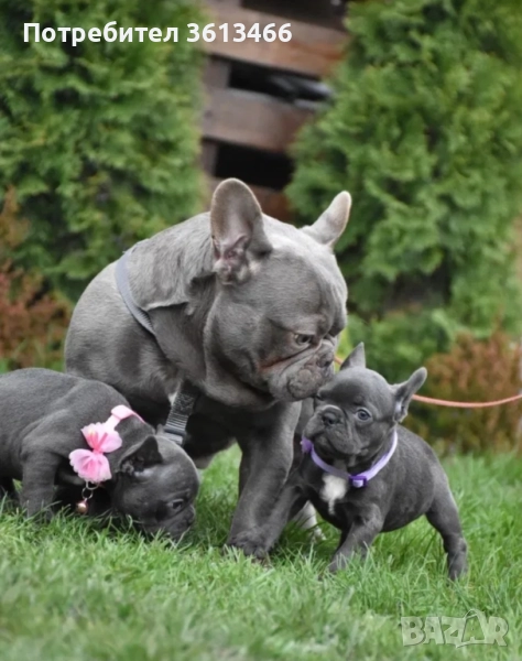 Син Френски булдог мъжки и женски булдог , снимка 1