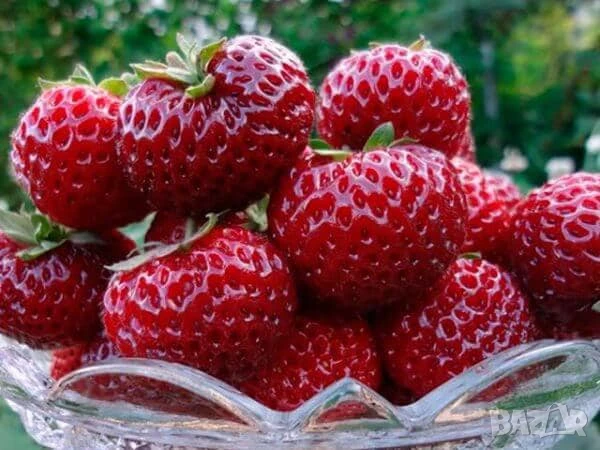 Ягоди Мице Шиндлер разсад пикиран в чашки, снимка 1