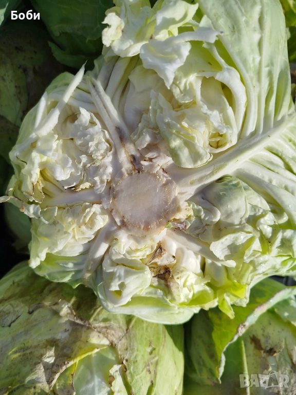 Зеле Балкан, снимка 1