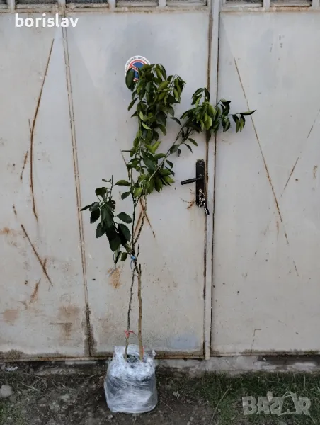 Плодородни портокали, снимка 1