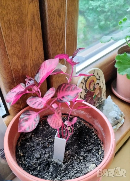 Продавам цикламено растение, снимка 1