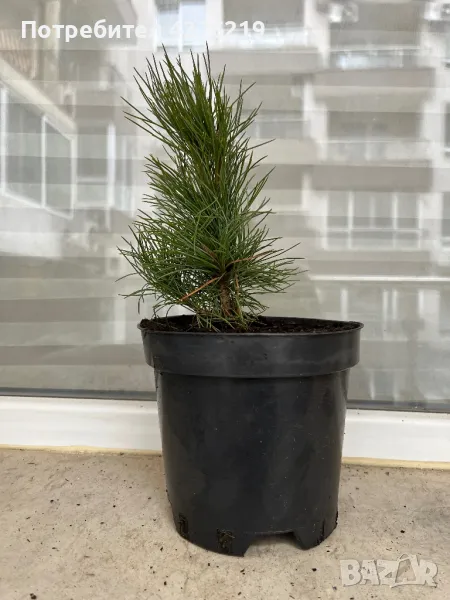 Дръвче Сибирски Кедър ( Pinus Sibirica ), снимка 1