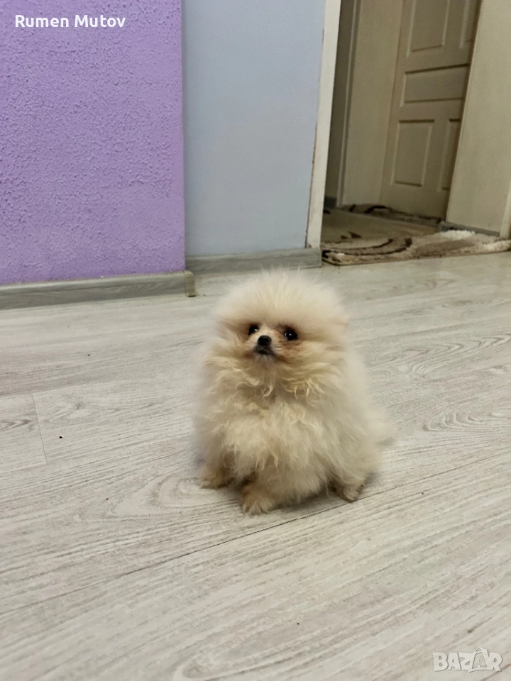 Померан , снимка 1