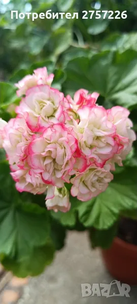 Сортови мушката , снимка 1