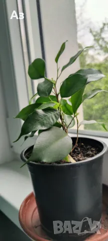 Продавам Бенджамини, височина 30-35 см, снимка 8 - Стайни растения - 49896679