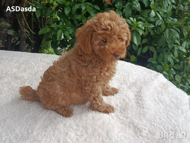 ТОЙ ПУДЕЛ , снимка 3 - Пудели - 50582988