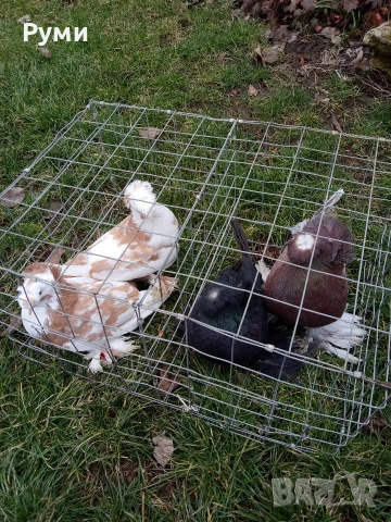 продавам гълъби, снимка 5 - Гълъби - 53292815