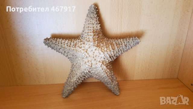 Корали от атлантическия океан, снимка 6 - Колекции - 36536114