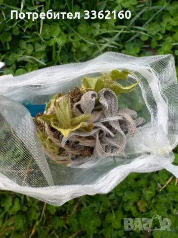 Комплект Червена мухоморка (Amanita muscaria), снимка 12 - Други - 39841402