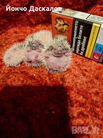 Африкански таралежи мини., снимка 1