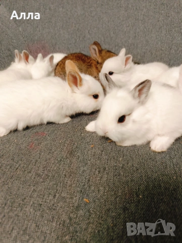 Голландско джуджета , снимка 6 - Декоративни зайчета - 53435254