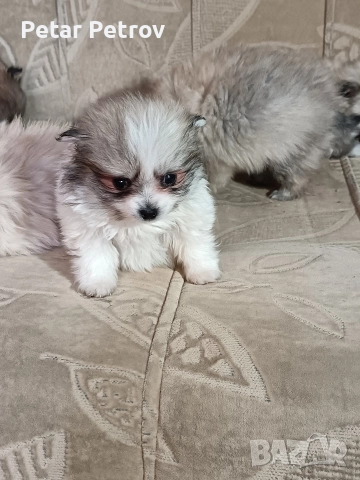 Мини шпиц , снимка 5 - Шпиц - 52816516