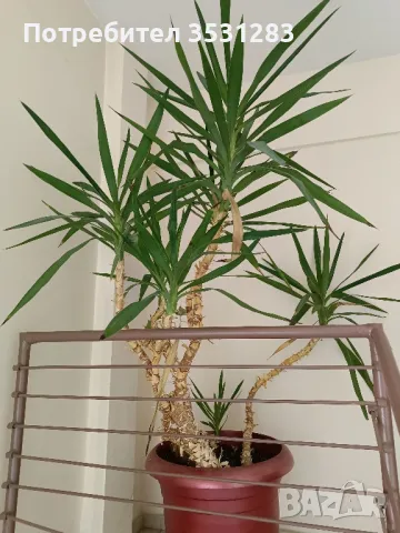 Палма Юка, снимка 2 - Стайни растения - 50201483