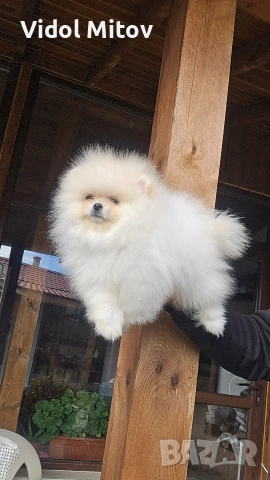 Мини Померан момче на 3 месеца , снимка 3 - Померан - 53393506