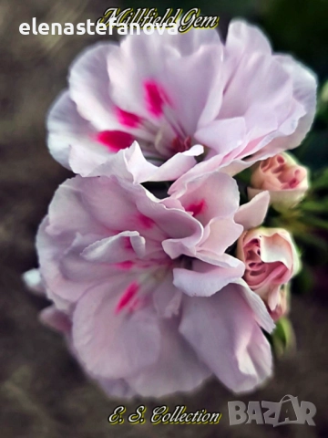 Сортови мушката, снимка 8 - Стайни растения - 51434640