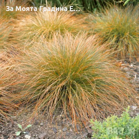 Карекс Декоративна трева, снимка 5 - Разсади - 49494706