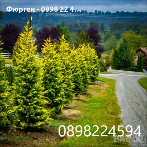 Кипарис Лейланди „Gold Rider“ (Златен ездач) Cupressocyparis leylandii ‘Gold Rider’