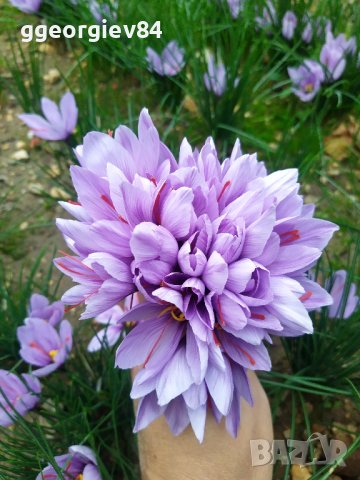 Български шафран 1-во качество