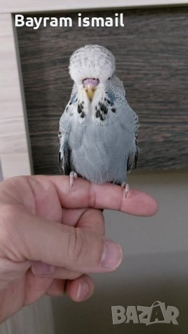 Ръчно хранен социален изложбен вълнист папагал   ръчно хранени, снимка 4 - Папагали - 42675098