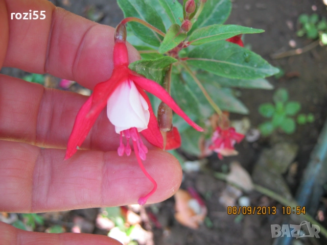 Не вкоренени резници от градинска фуксия, снимка 11 - Градински цветя и растения - 52544012