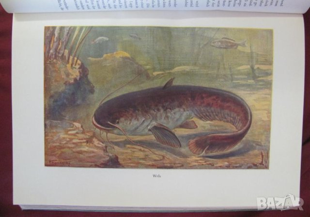 1956г.Научна Книга Илюстрации за Рибите и Водните Обитатели, снимка 6 - Антикварни и старинни предмети - 44029993