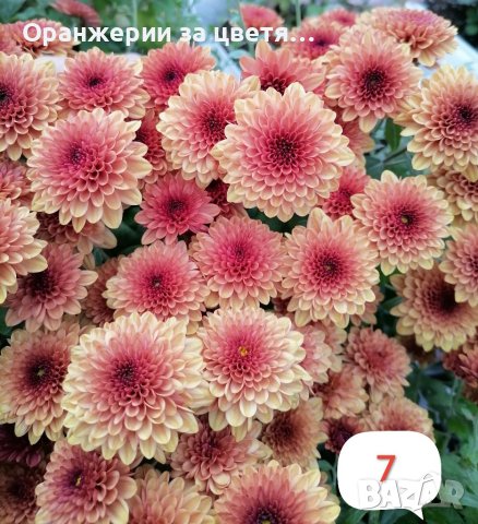 Кълбовидна хризантема разсад, снимка 4 - Градински цветя и растения - 40313222