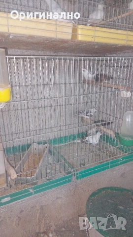 Шарени Диамантени гугутки , снимка 3 - други­ - 52423878