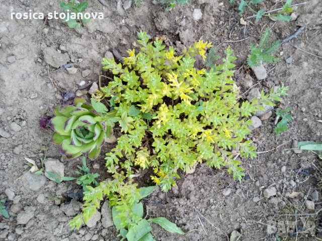 ,луда брада(седум),Граптопеталум, снимка 4 - Градински цветя и растения - 33037171