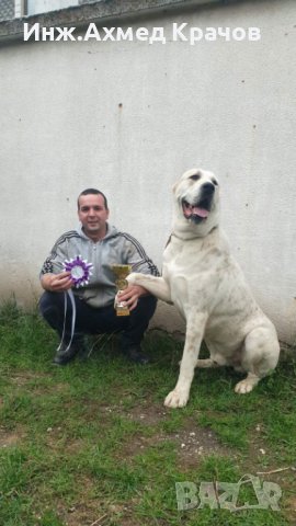 Алабай за разплод, снимка 3 - Алабай - 34957358