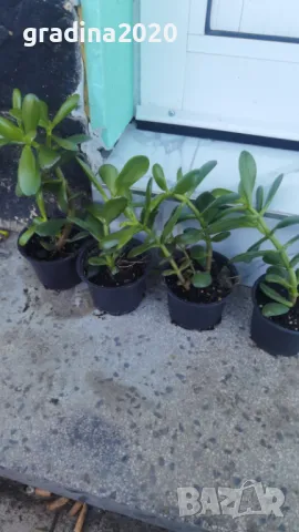 Дървото на Живота Красула, снимка 4 - Разсади - 49214492