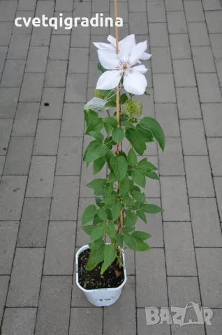 Clematis ‘Matka Siedliska'(Клематис Матка Сиедлиска), снимка 3 - Градински цветя и растения - 49273669