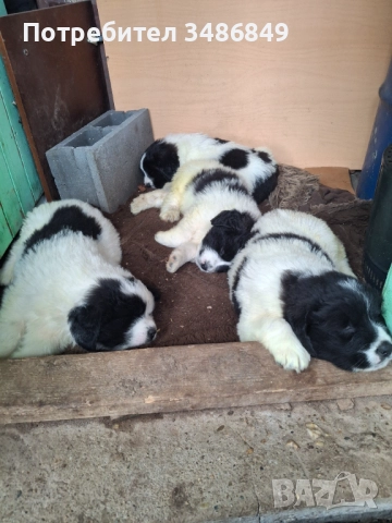 Продавам кръстоска Московски страж и каракачанска овчарка, снимка 1