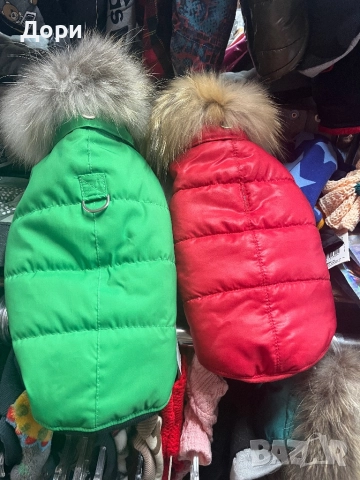 Кучешко якенце, снимка 6 - Пинчер - 52562007