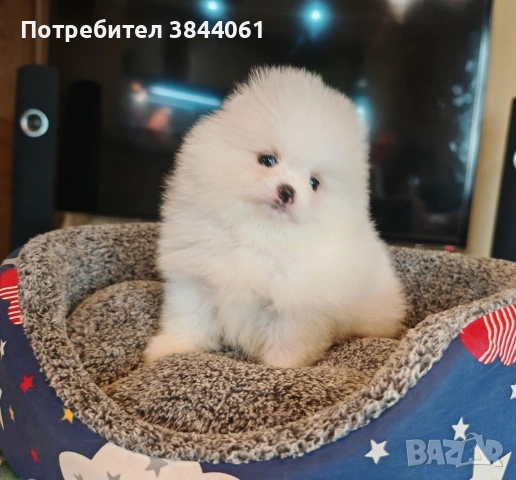 Мини померанчета , снимка 4 - Померан - 53223701