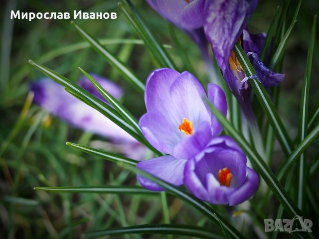 луковици на шафранов минзухар, снимка 1