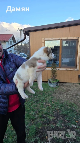 Алабай, снимка 4 - Алабай - 53130493